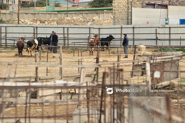 Azərbaycanda mal bazarları nə vaxtadək bağlı qalacaq? - Son vəziyyət, görülən və görüləcək işlər Azərbaycanda mal bazarları nə vaxtadək bağlı qalacaq? - Son vəziyyət, görülən və görüləcək işlər