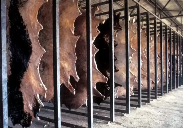 Dəri sənayesində yeni dövr - xarici bazarlara çıxmaq potensialı da var