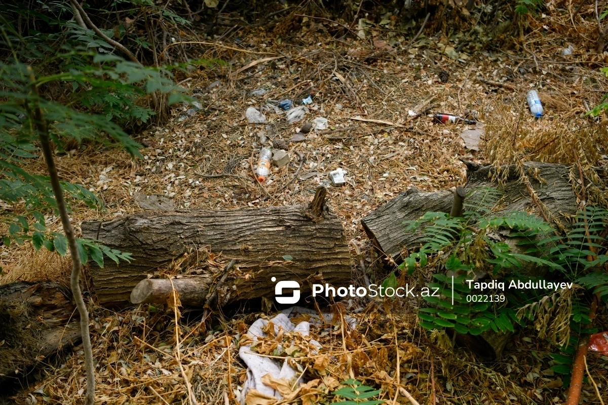Dövlət Ekoloji Təhlükəsizlik Xidməti: Ağacların qanunsuz kəsilməsi nəticəsində təbiətə 297 min manatlıq ziyan dəyib