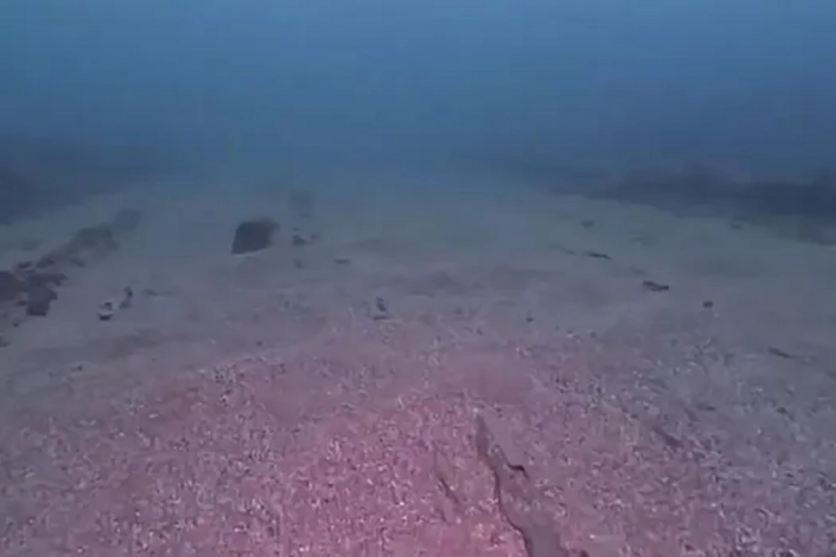 Ancient marine creature discovered, 555 million years old