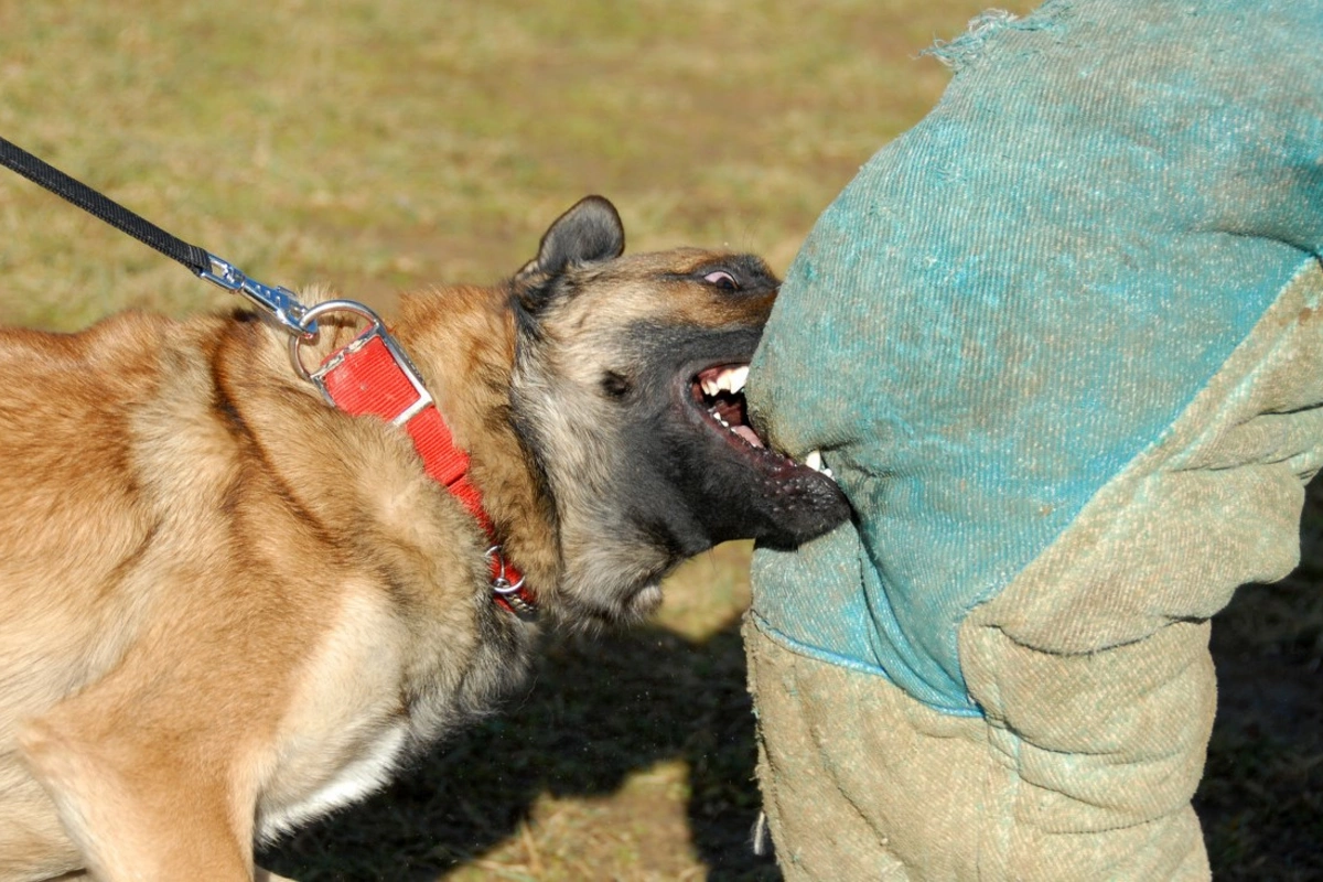 Məktəblini it dişləyib