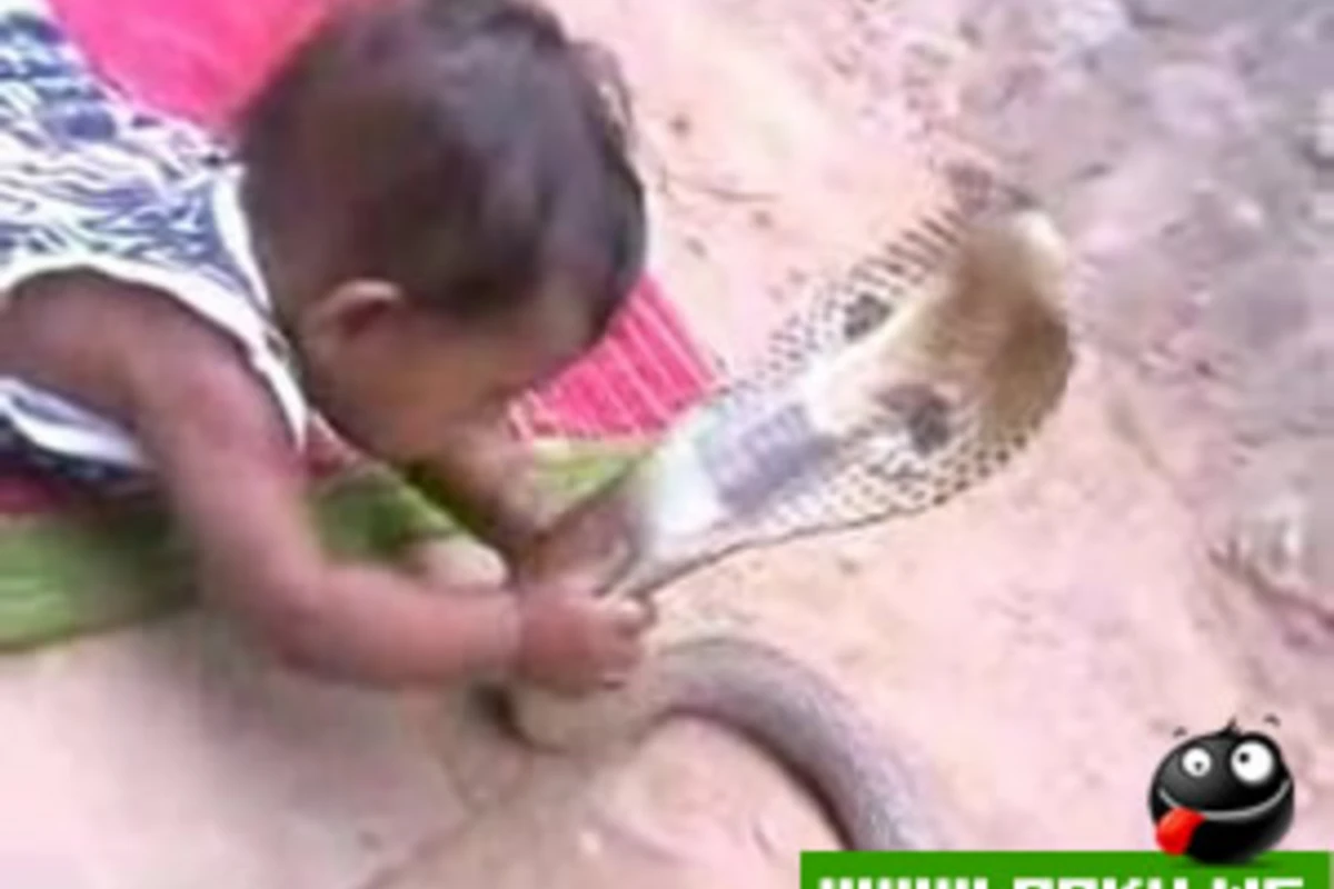 Baby vs Cobra