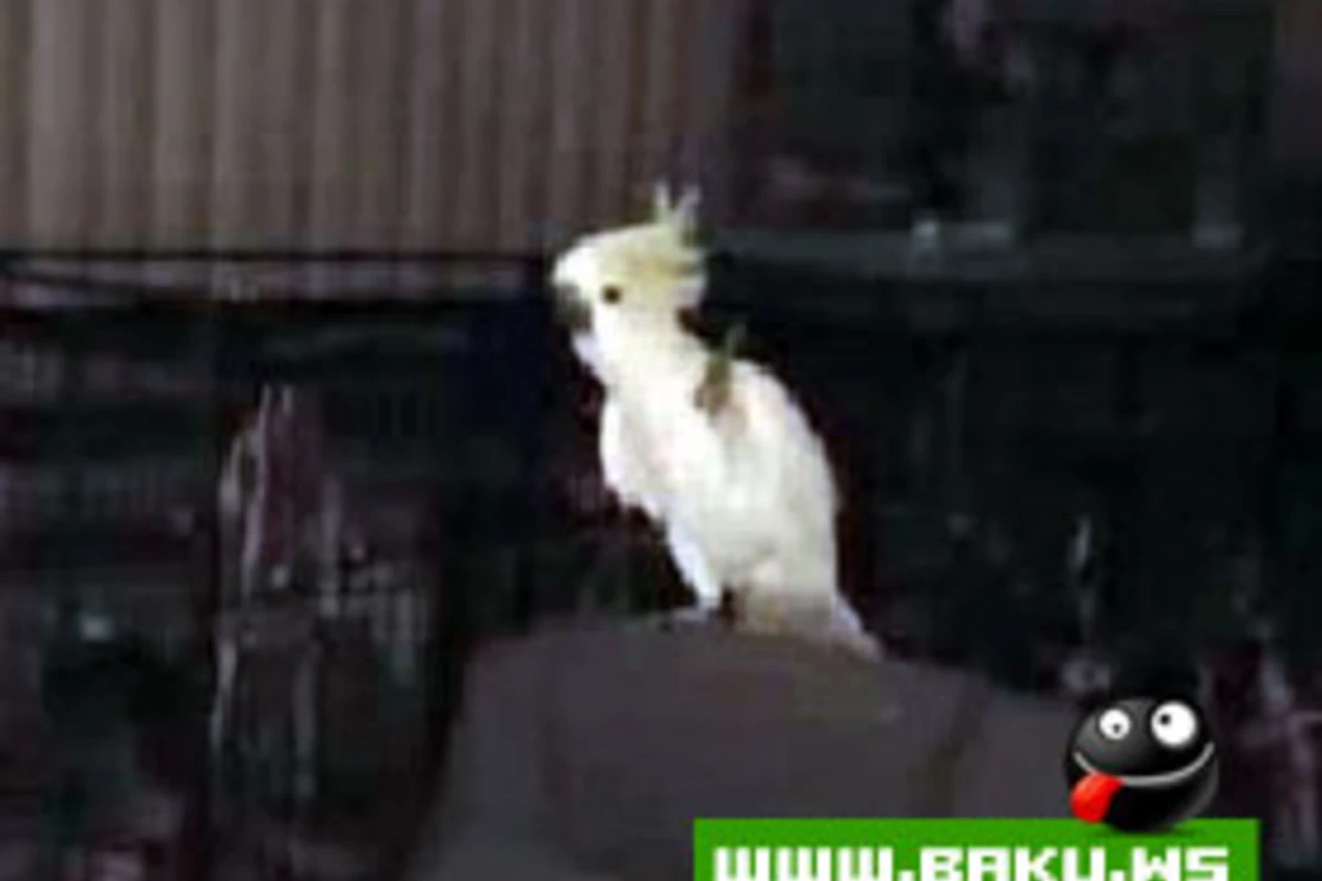Super Papuqay :)