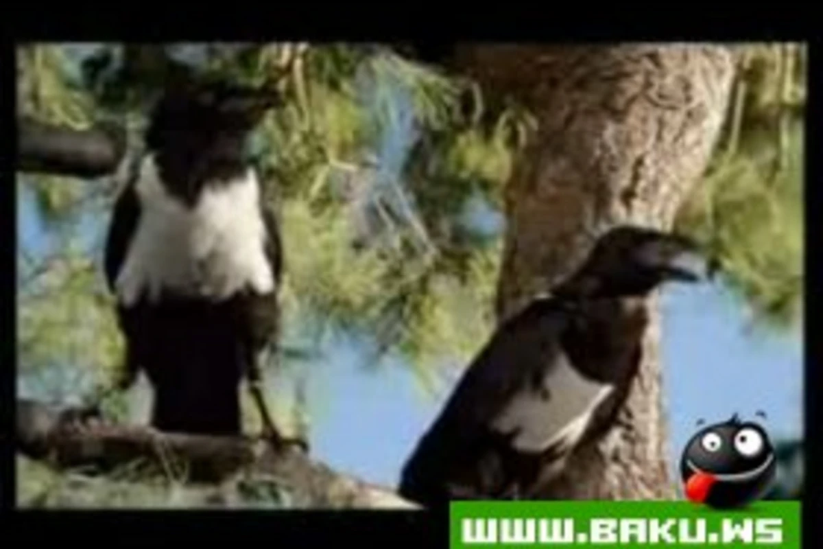 Cox Gulmeli reklam