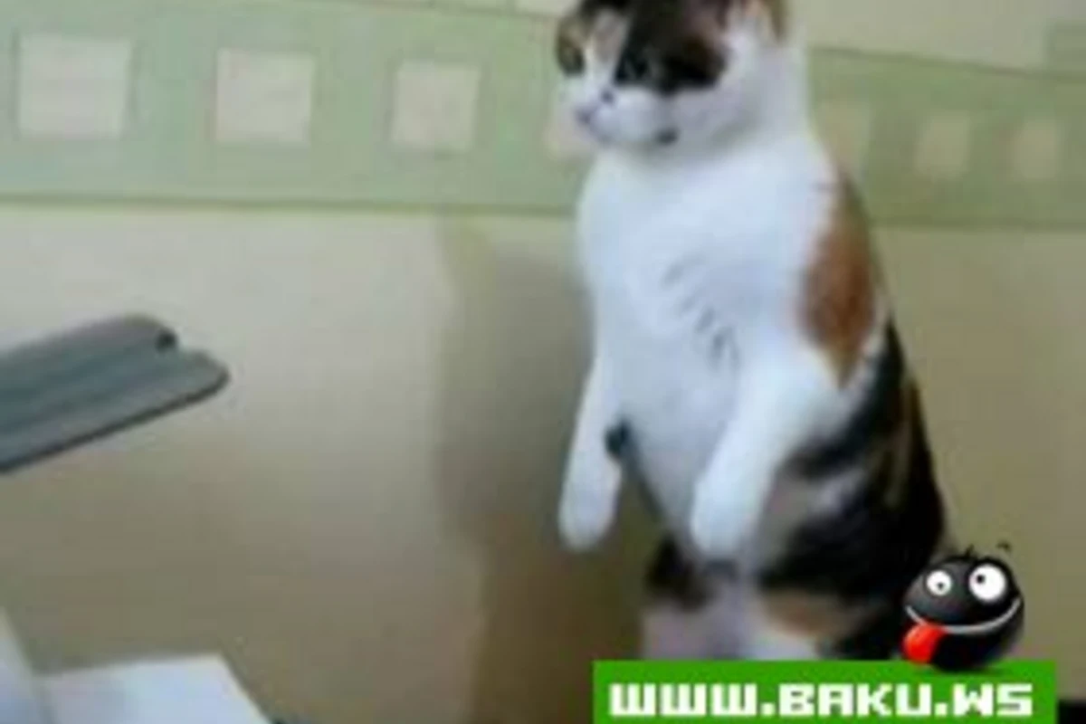 Pishik vs Printer =)