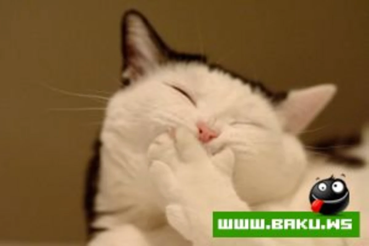 Найдена самая смешная шутка в мире Найдена самая смешная шутка в мире