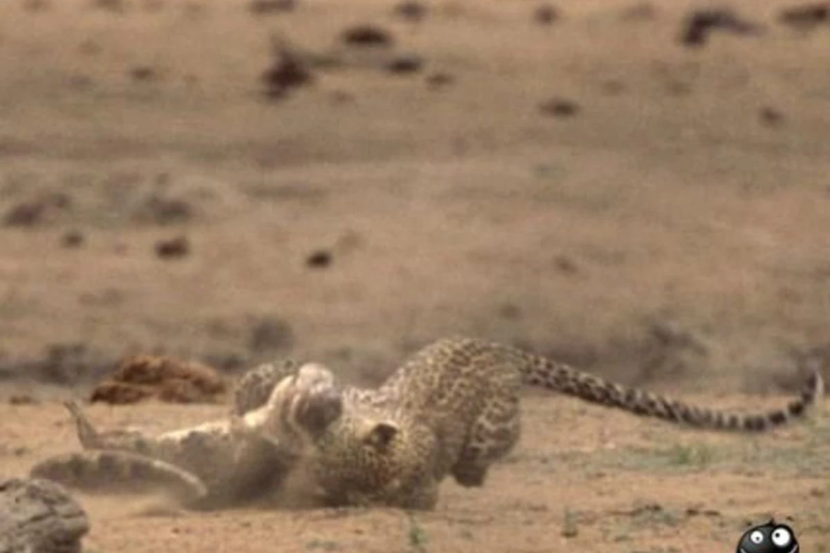Leopard vs Timsah