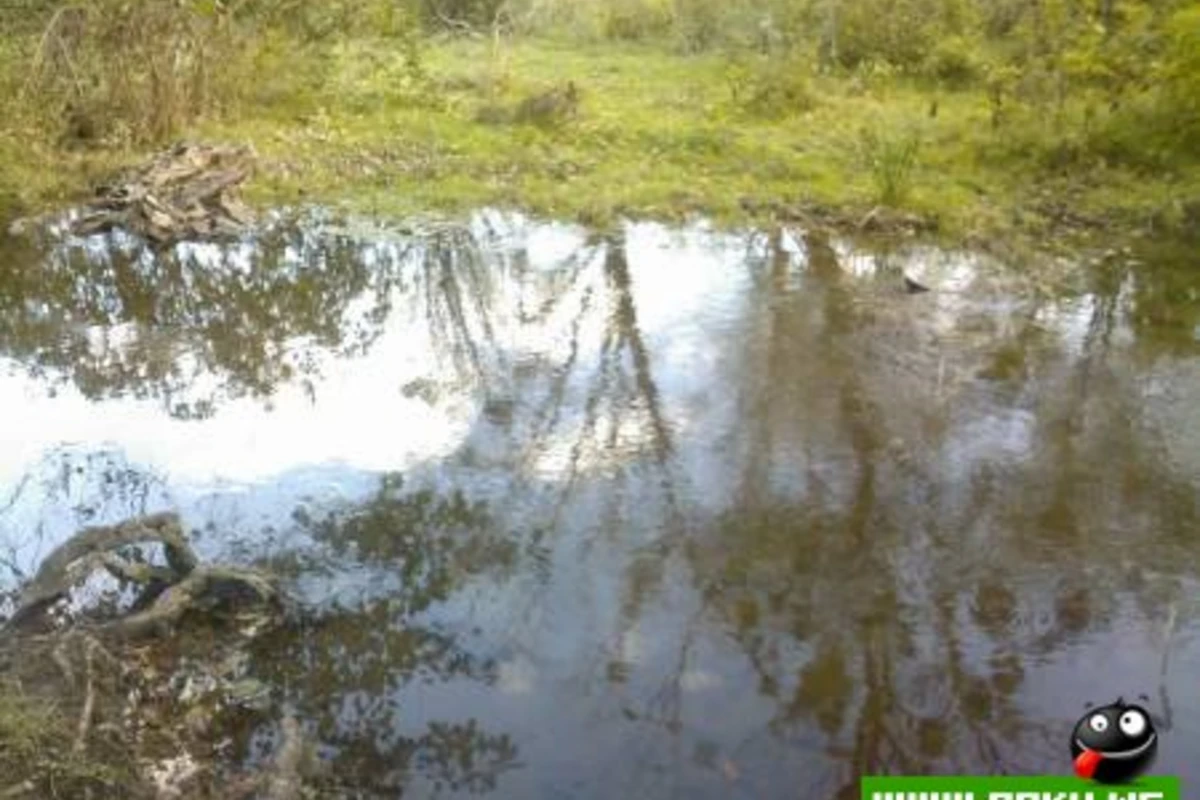 Любительская фотолента