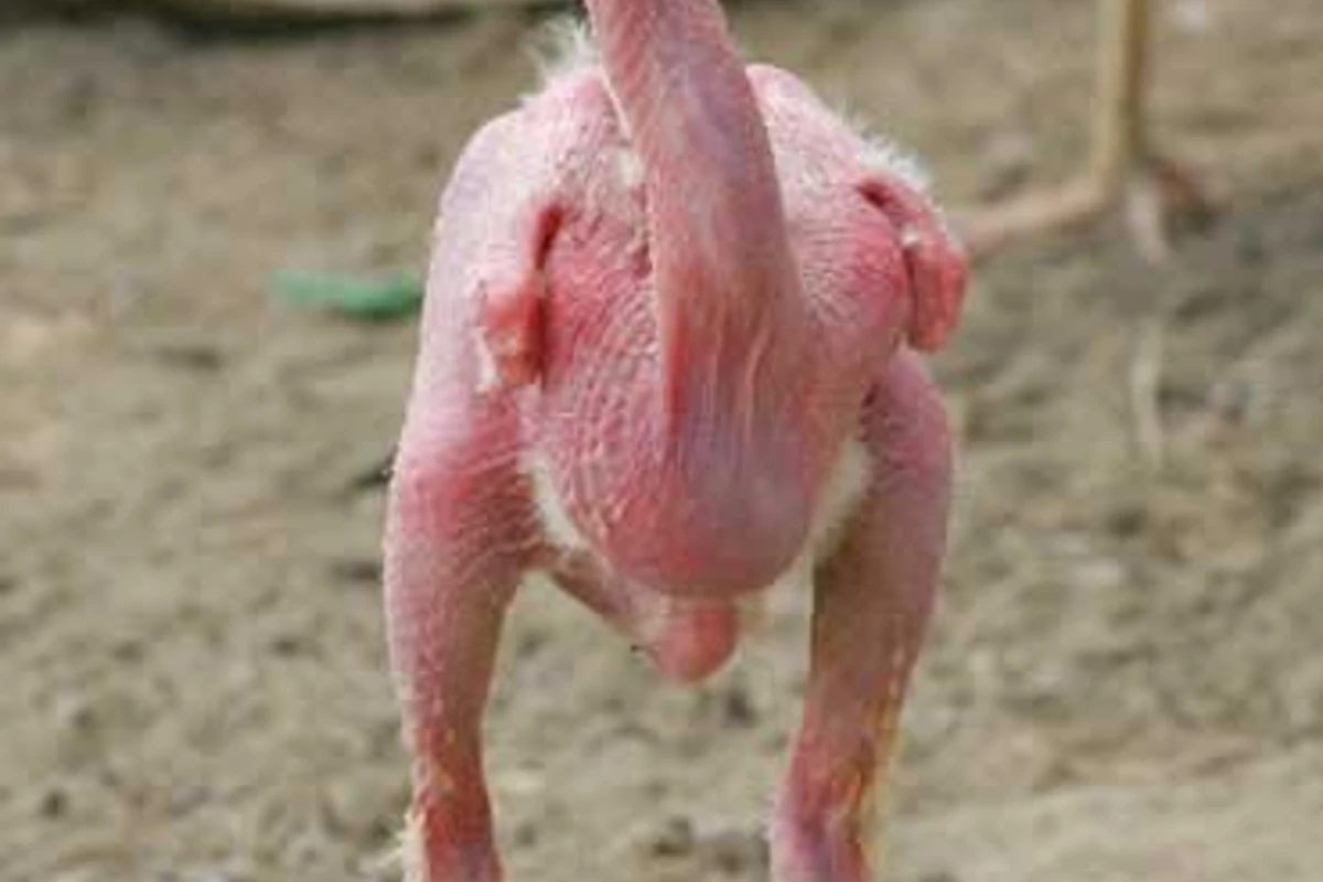 Qurban Qurbanov - ANS TV :)