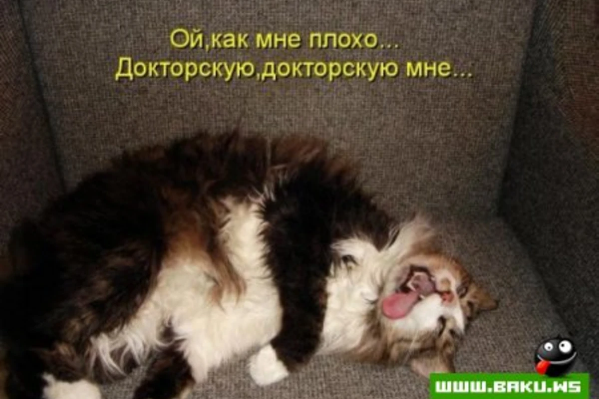 Котята :)