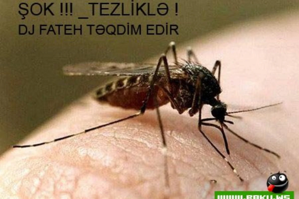 Ağcaqanadlar...Tezliklə... - EXCLUSİVE