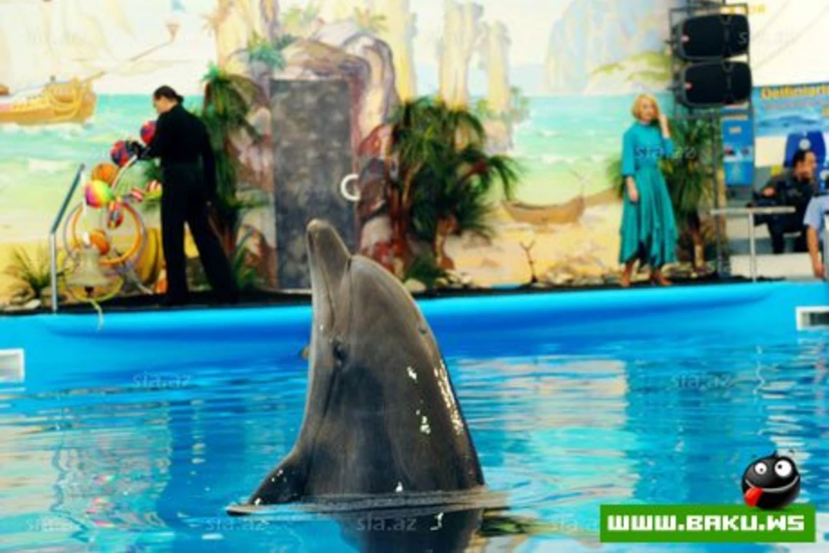 Delfinariya artıq Bakıda !