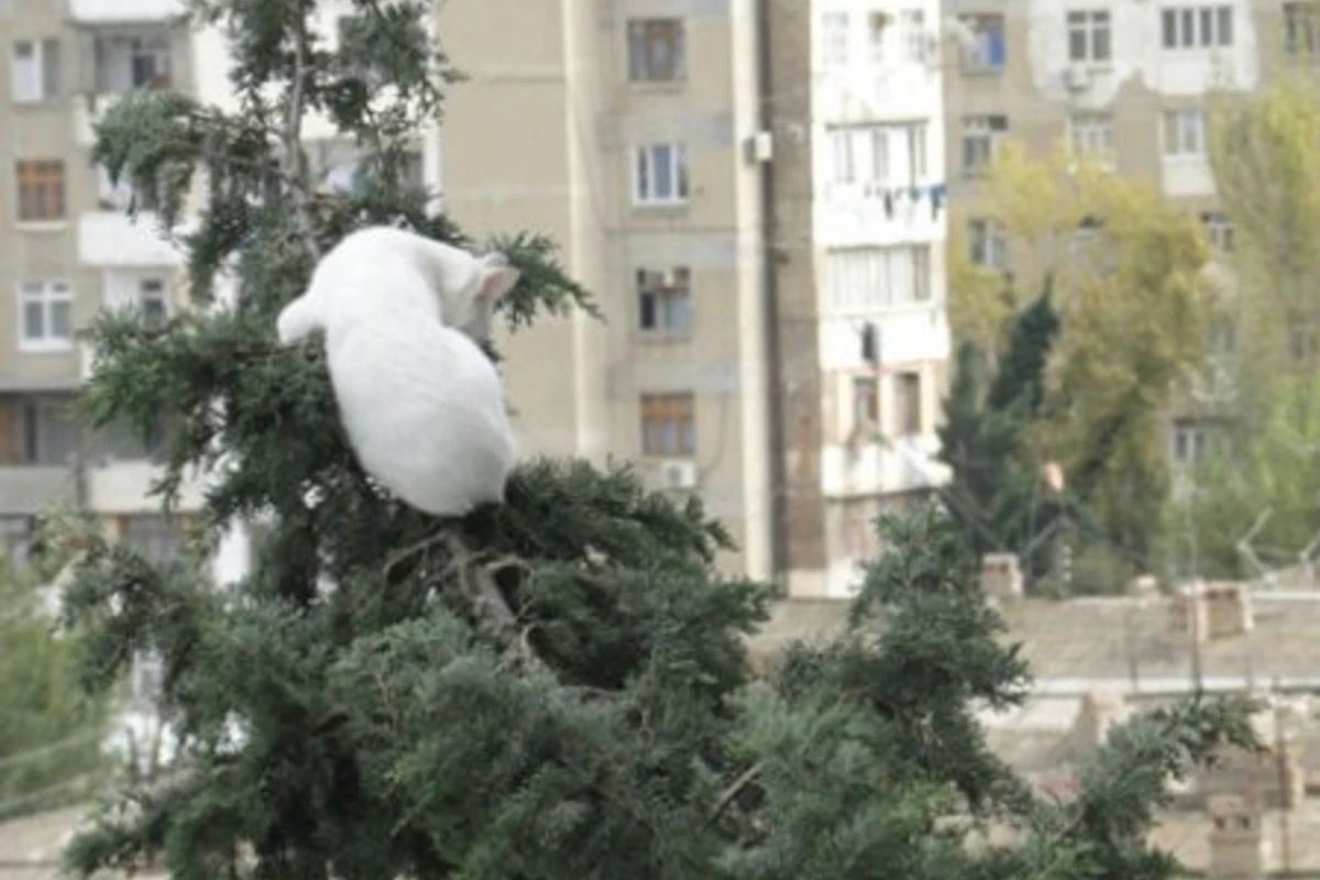 Кто поможет коту? БАКУ - ФОТО + ВИДЕО