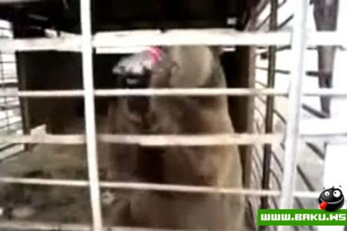 Milli ayı cola içir - Video