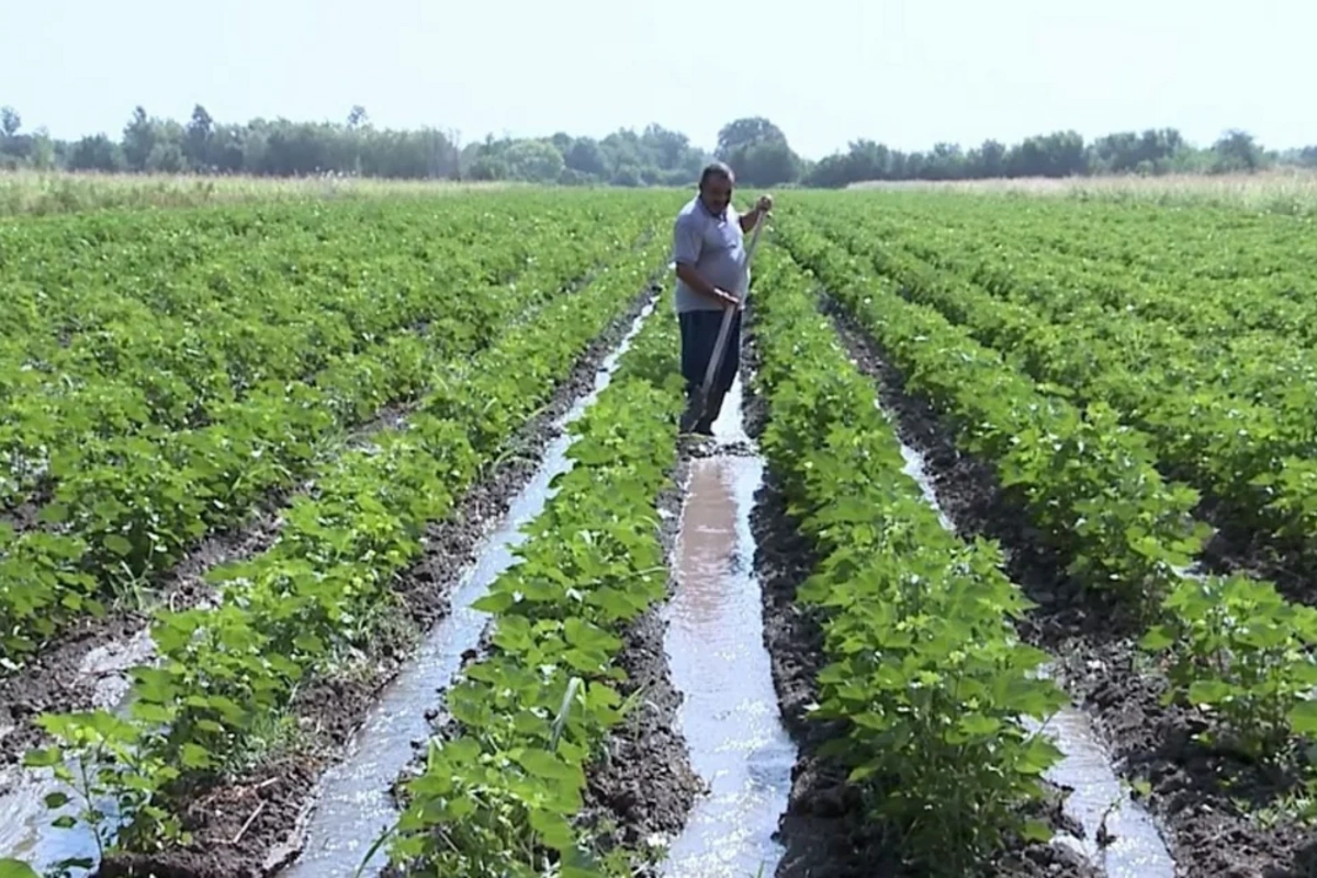 Azərbaycanda yağan güclü yağışlar 2100 hektara yaxın əkin sahəsinə zərər vurub