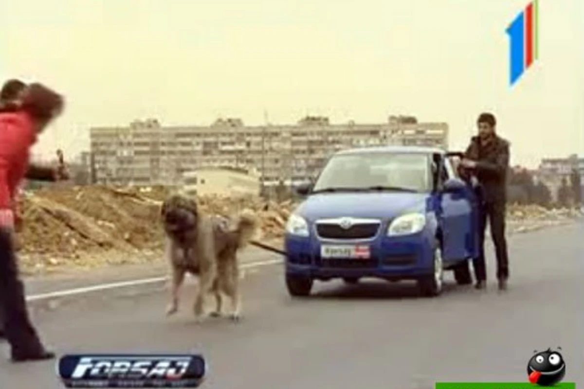 Skoda Fabia yoxsa Milli Çoban iti ?!