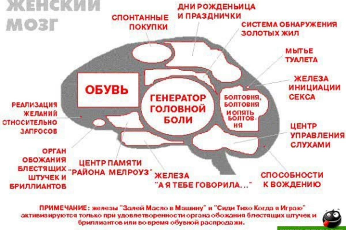 Женский и Мужской мозг =)