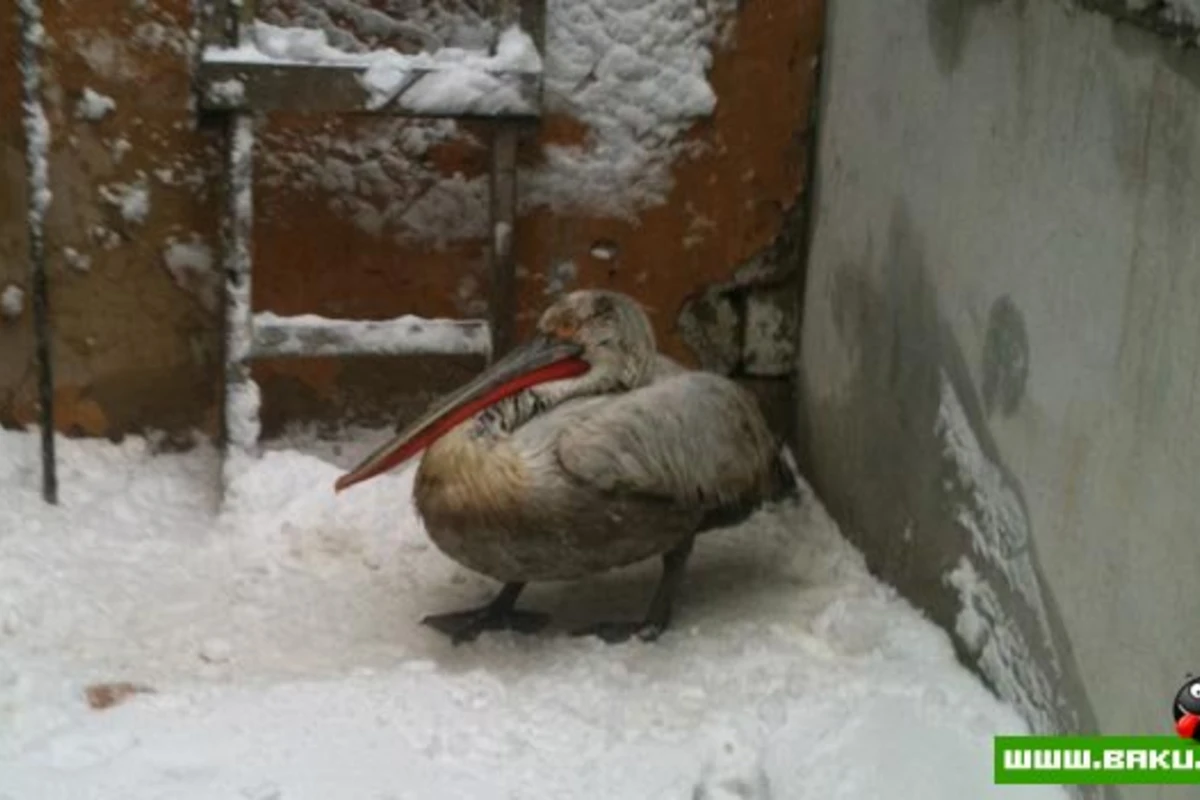 А У Нас Живет Пеликан =)