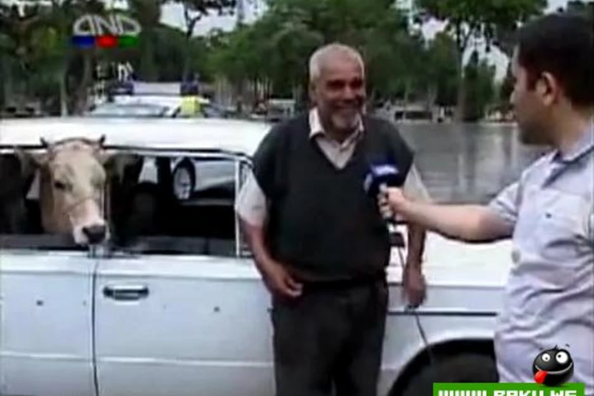 Bakıda inəklər üçün taksi! [video]