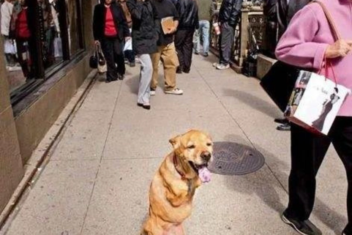 Вера - прямоходящая собака. [видео]