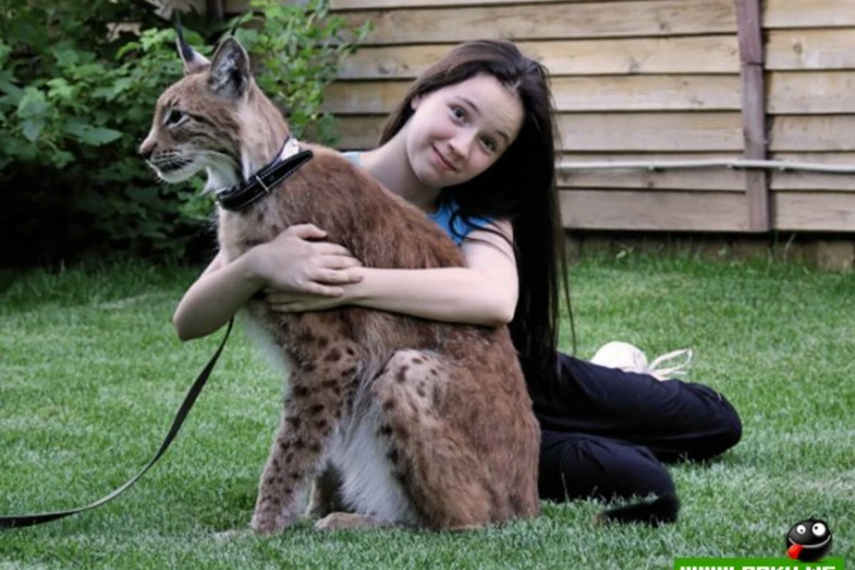Большой кот Зен