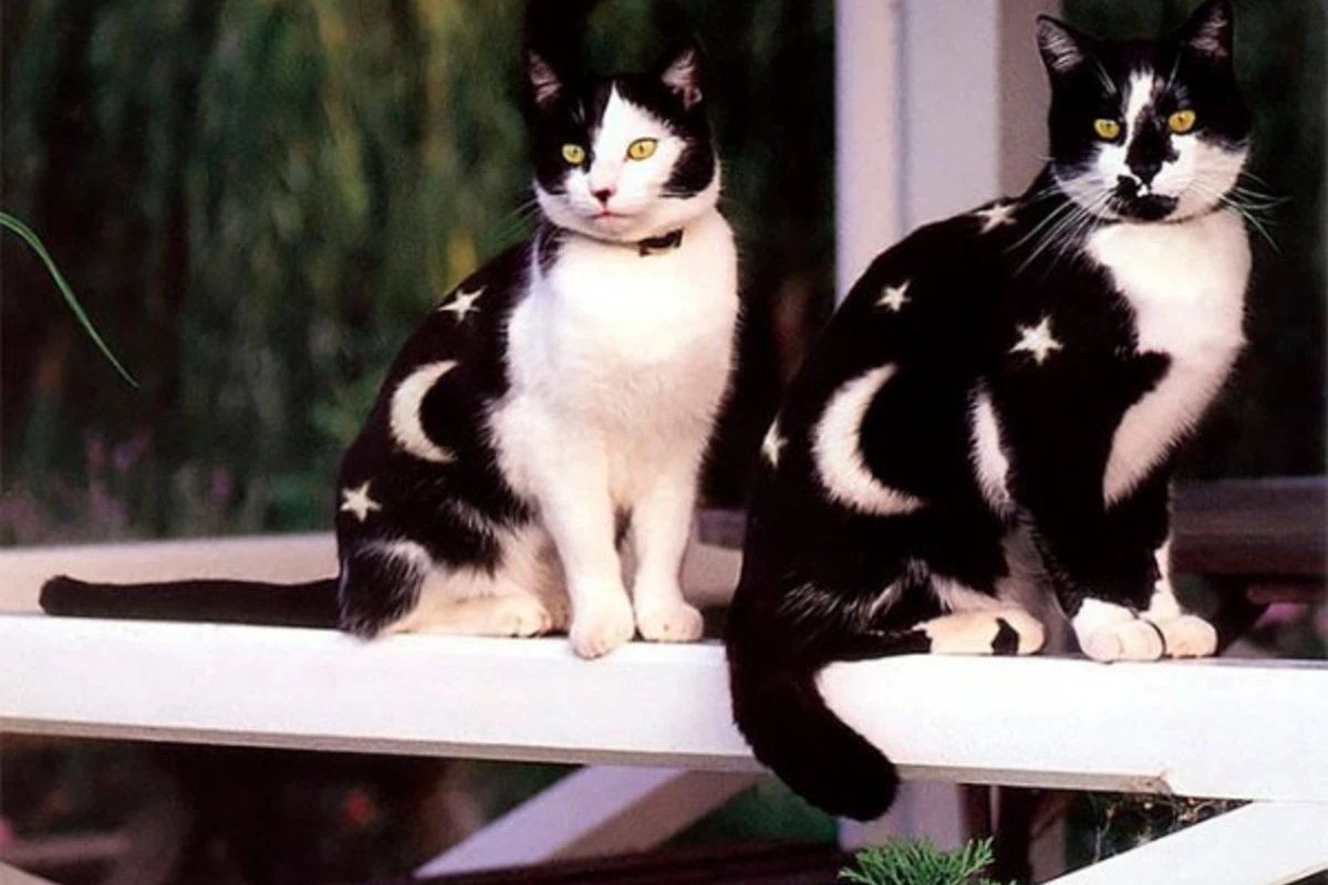 Раскрась свою кошку!