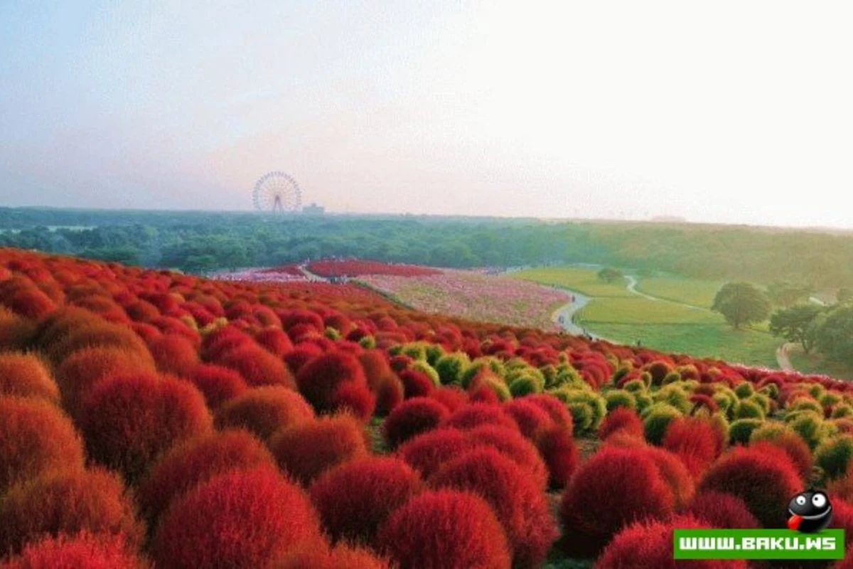 Рассветная страна цветов «Hitachi Seaside Park»