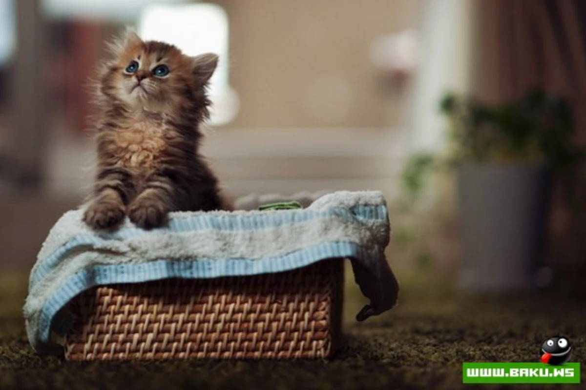 Самый симпатичный котенок Дейзи