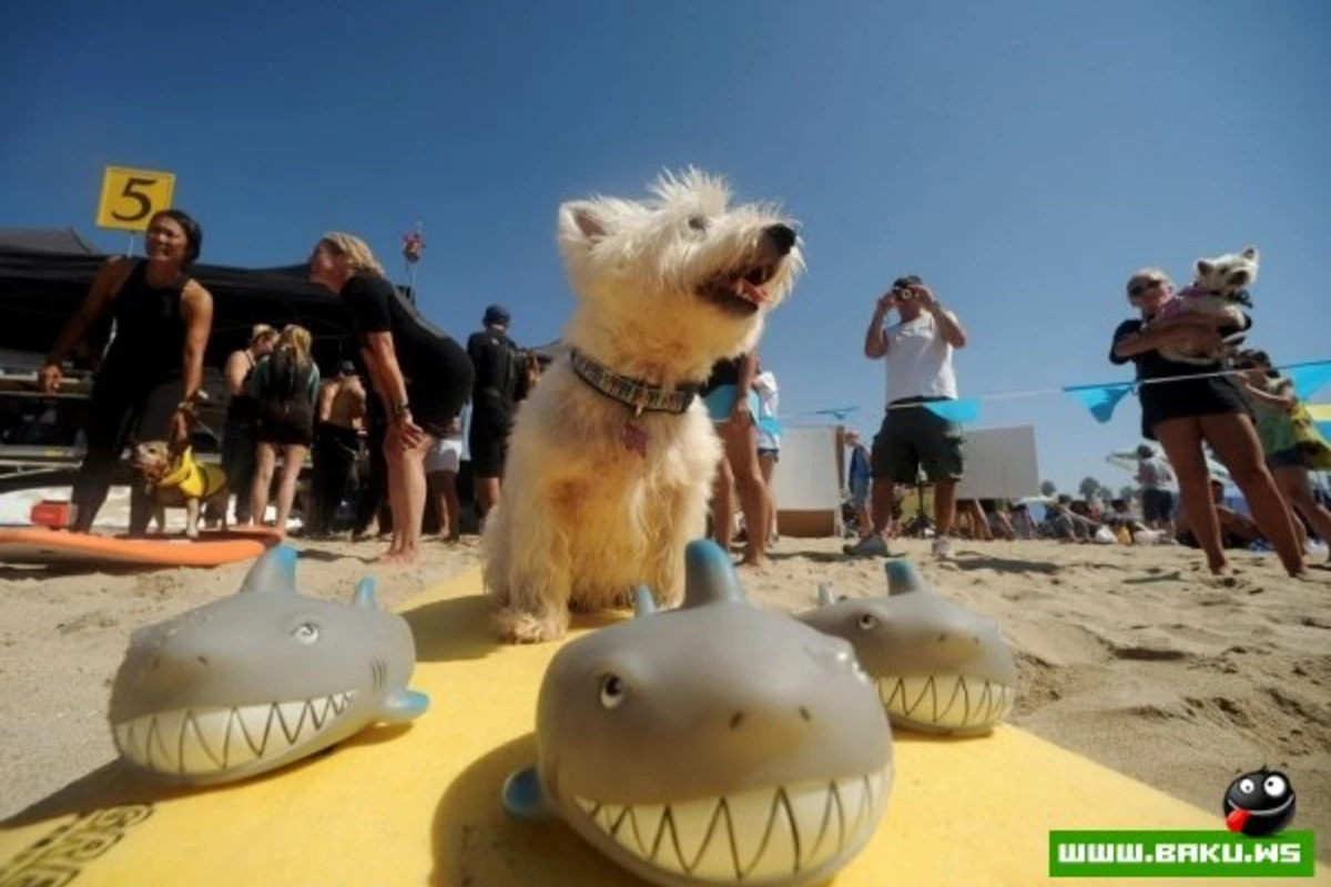 Ежегодный конкурс собак-серфингистов «Surf City Surf Dog»
