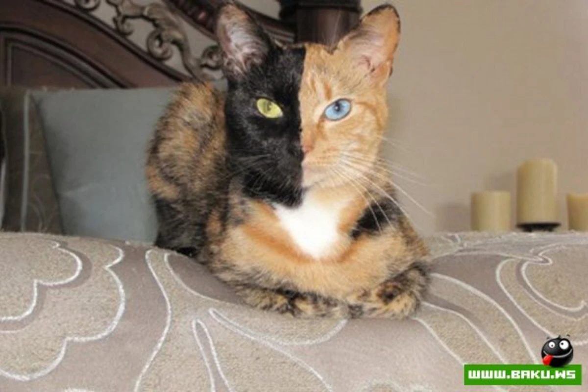 Кошка химера