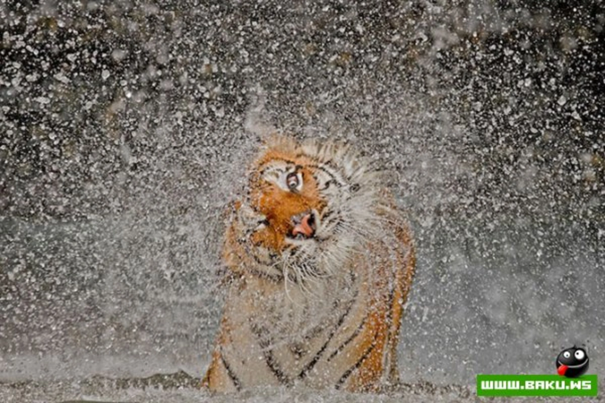 Победители конкурса «National Geographic Photo Contest 2012»