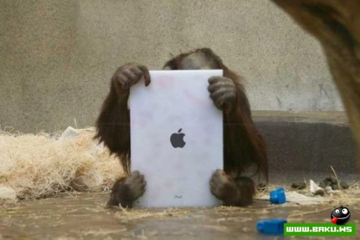 Обезьянам в зоопарке раздали iPad