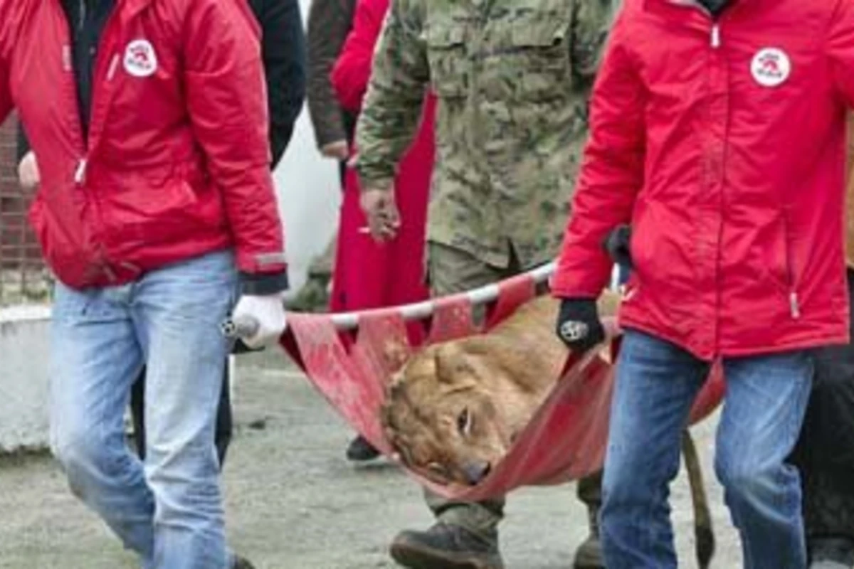 Гангстер скармливал животным своих врагов