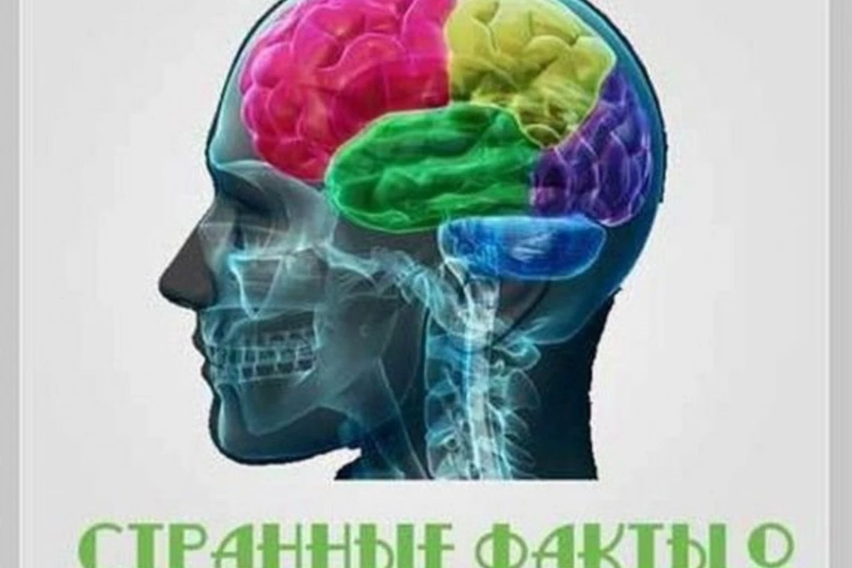 Факты о мозге