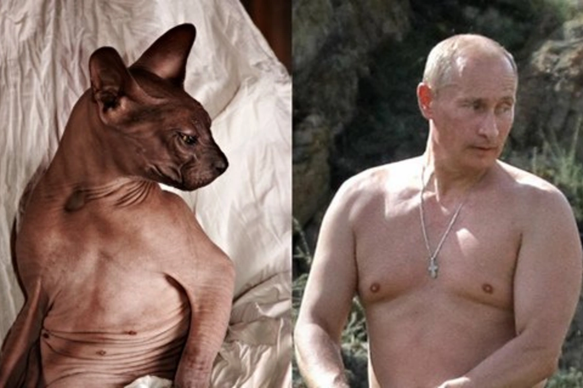 14 лысых котов, похожих на Путина 14 лысых котов, похожих на Путина
