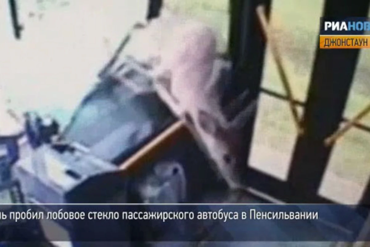 Олень залетел в автобус и проехал одну остановку, прыгая по салону (видео)