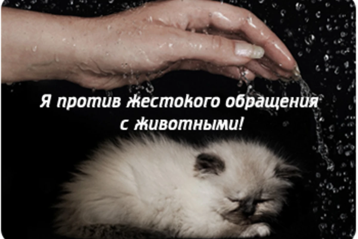 Власти Азербайджана ужесточают штрафные санкции за жестокое обращение с животными