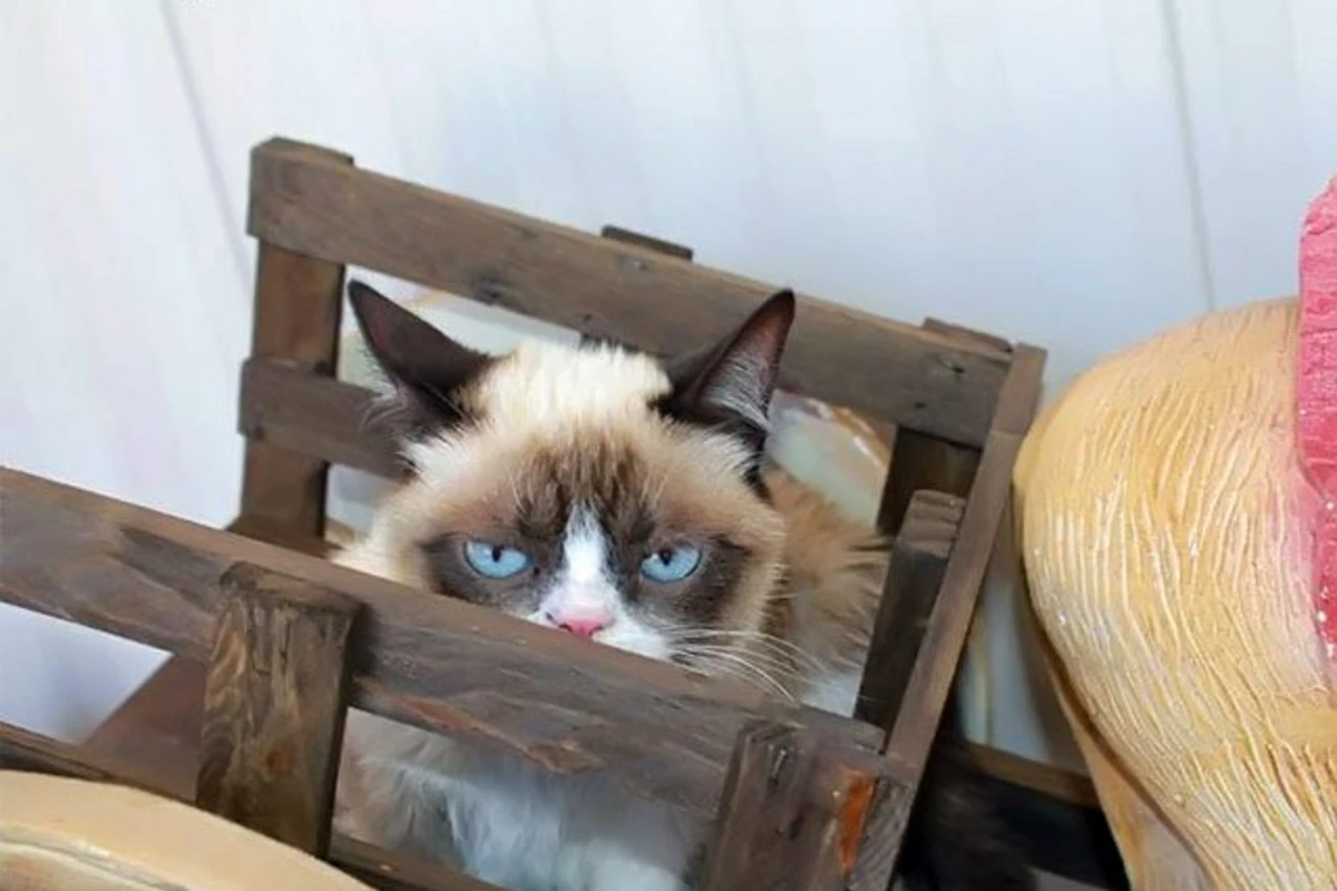 Героиня Интернета - кошка Grumpy Cat - снимется в семейной комедии