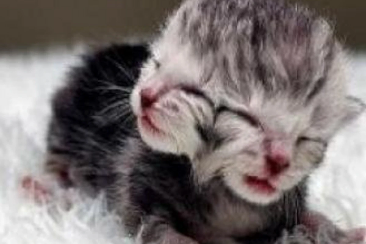 Кошка родила двухголового котенка
