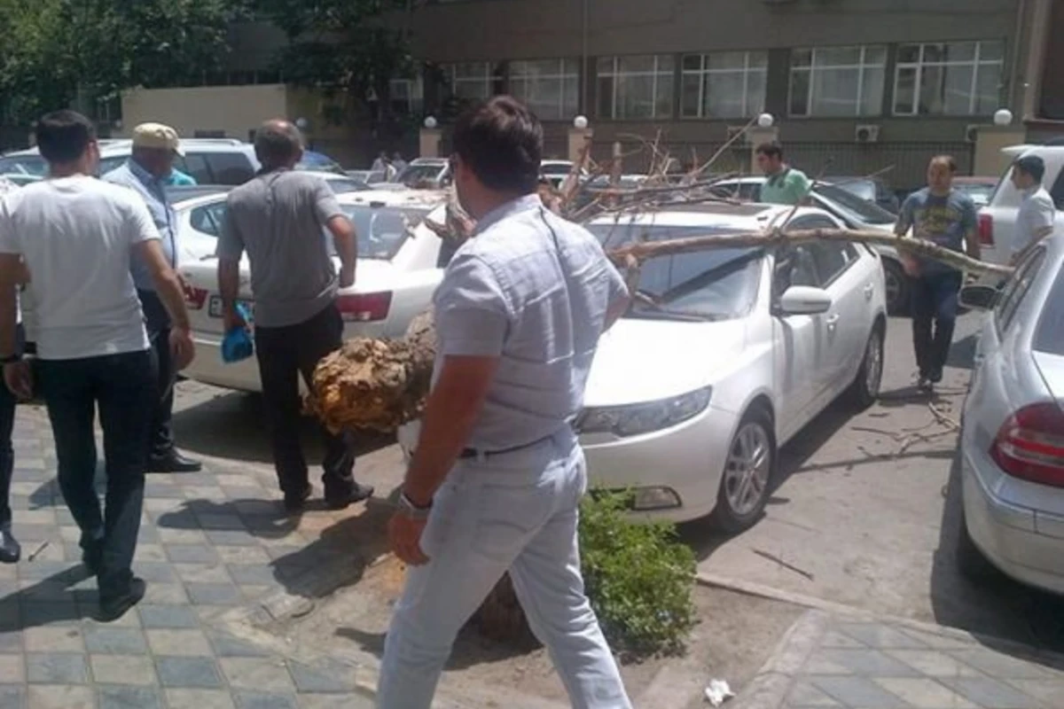 В Баку дерево упало на автомобили