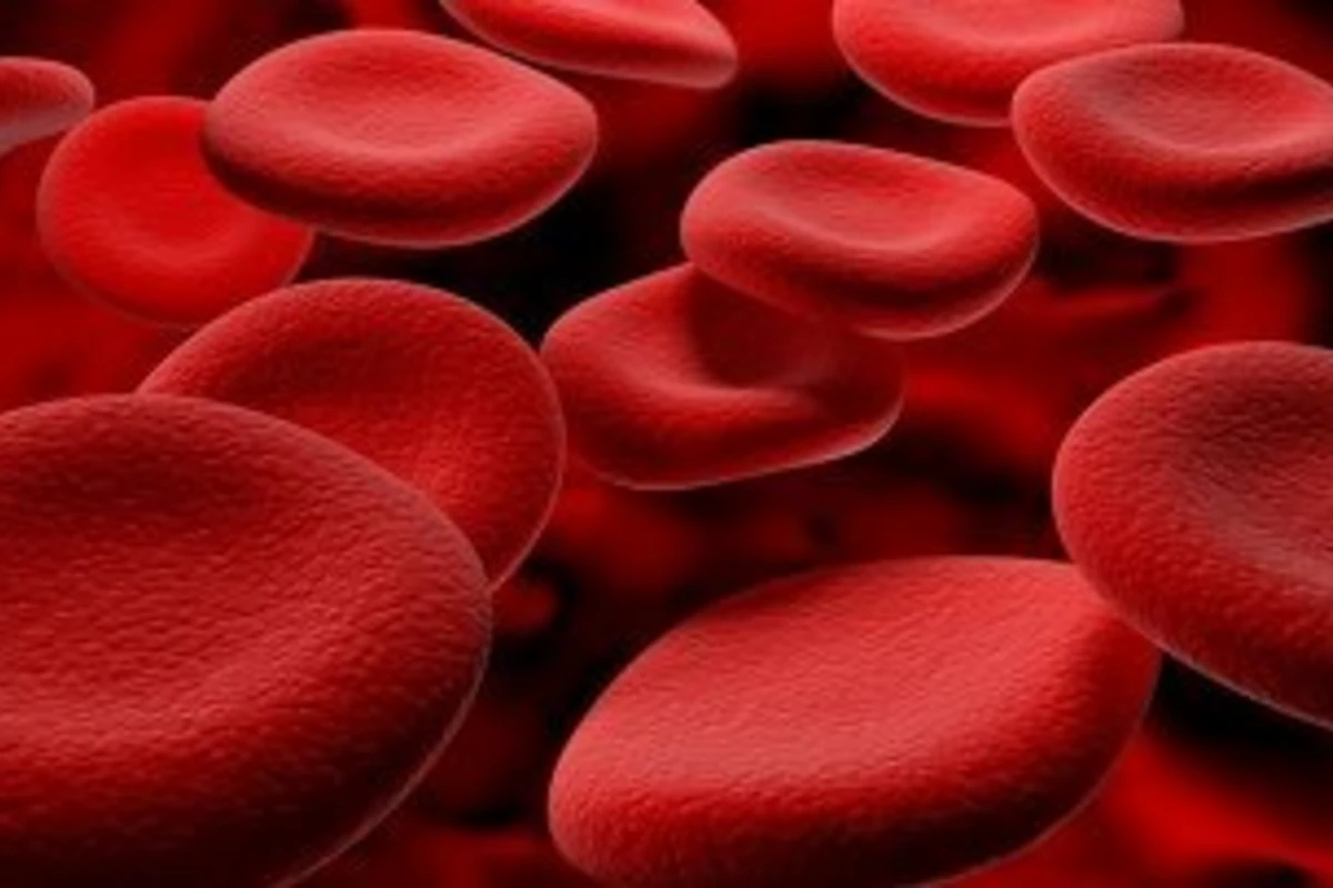 Ученые впервые использовали лейкоциты для клонирования животного
