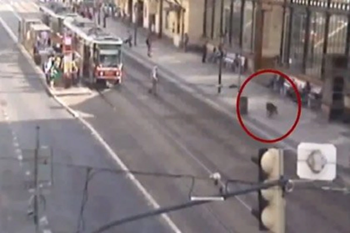 Полиция устроила погоню за кабаном в центре Праги (видео)