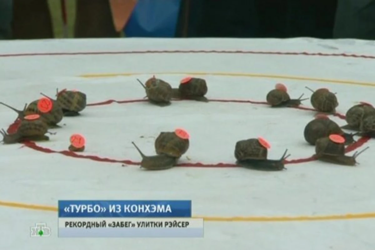 Улитка-бегун развила немыслимую скорость на чемпионате мира