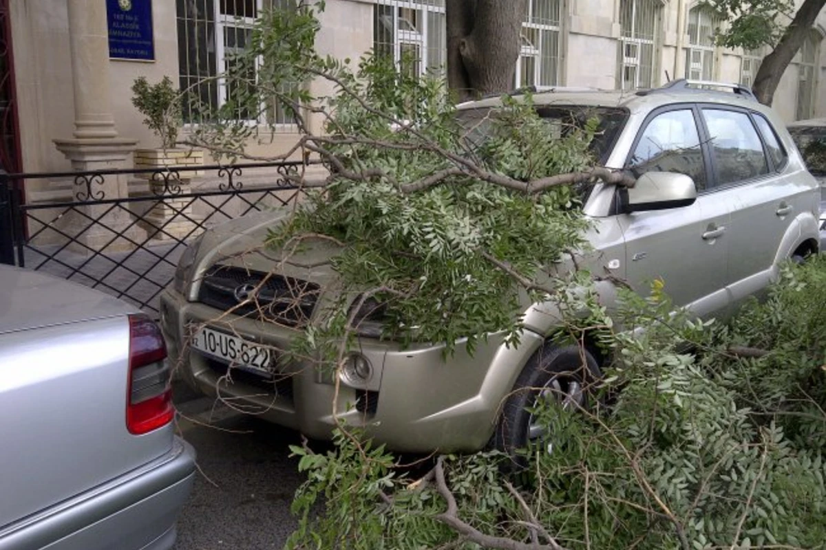В Баку дерево упало на автомобиль