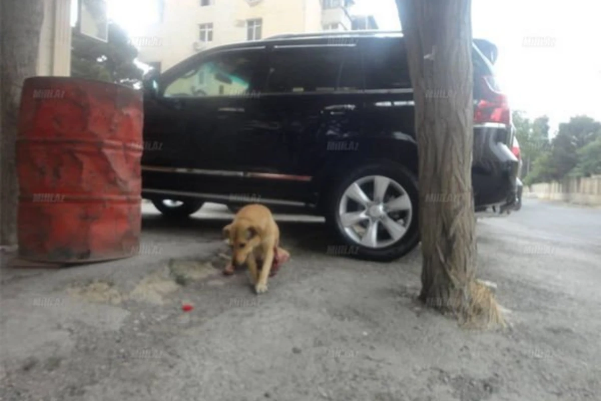В Баку вновь отстреливают собак