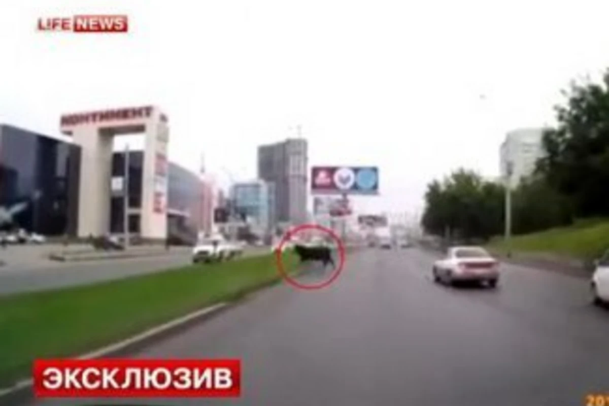 Бык устроил массовое ДТП на трассе в Сибири