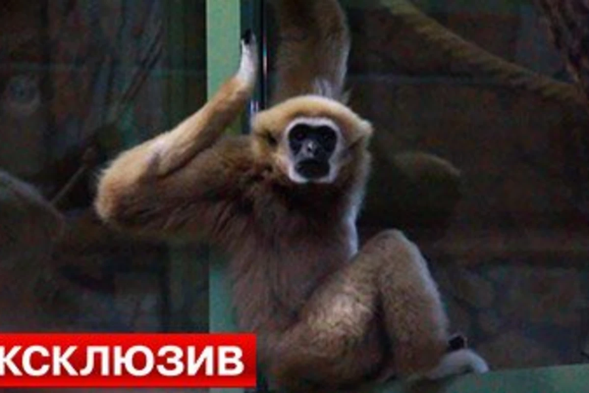 Семья гиббонов запела в зоопарке Санкт-Петербурга (видео) Семья гиббонов запела в зоопарке Санкт-Петербурга (видео)
