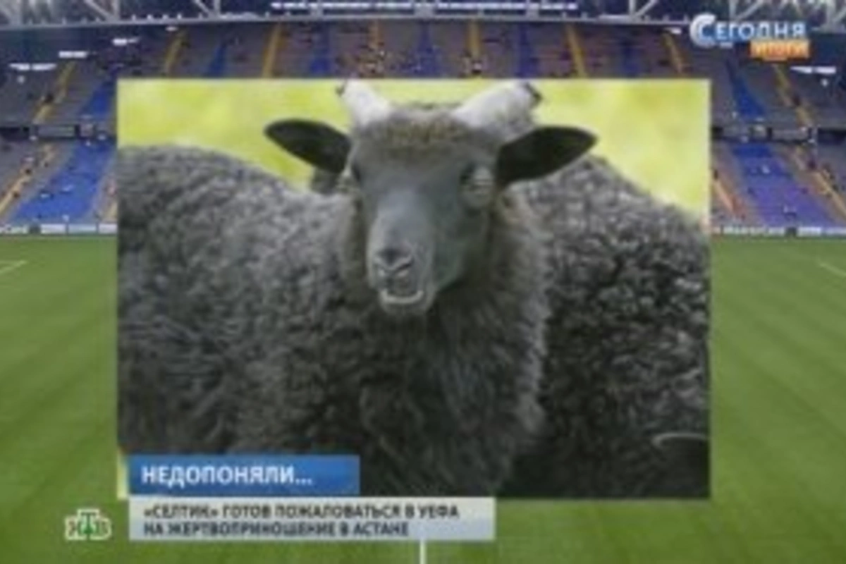Убийство барана на футбольном поле стало поводом для жалобы в УЕФА