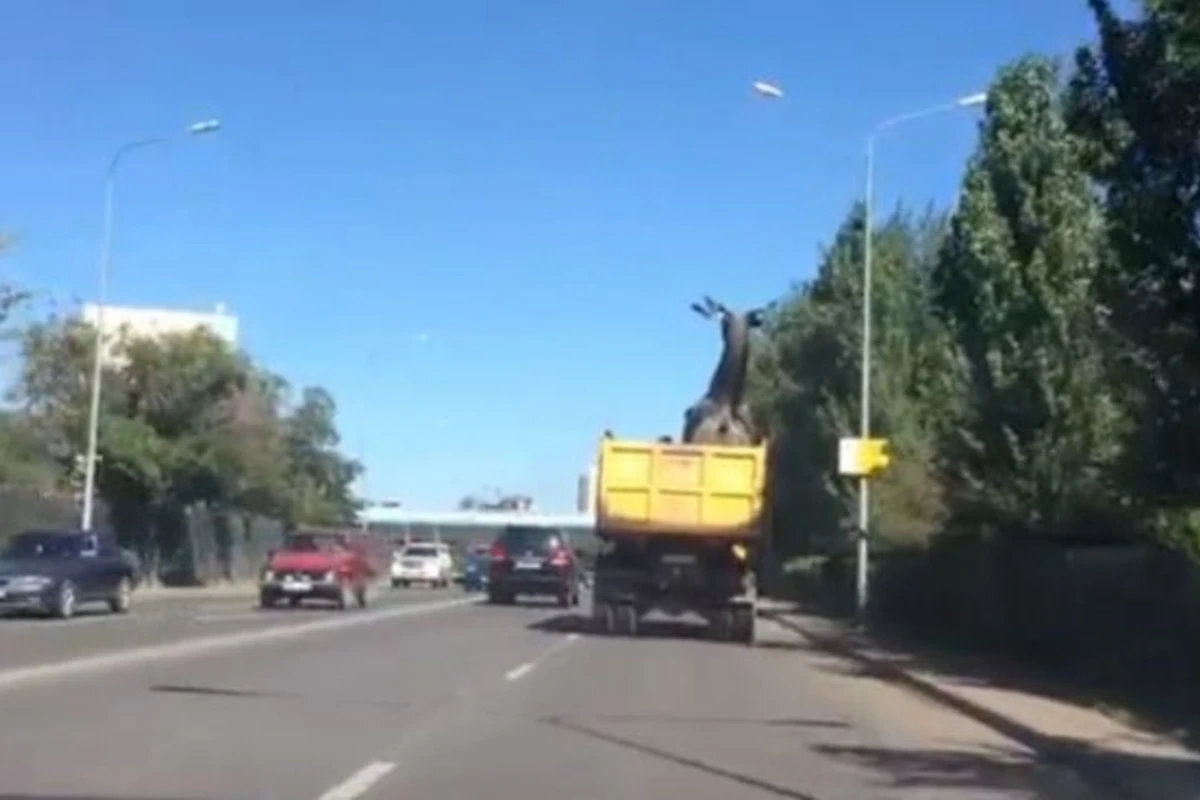 В Астане олень в кузове самосвала разбился об мост (видео) В Астане олень в кузове самосвала разбился об мост (видео)