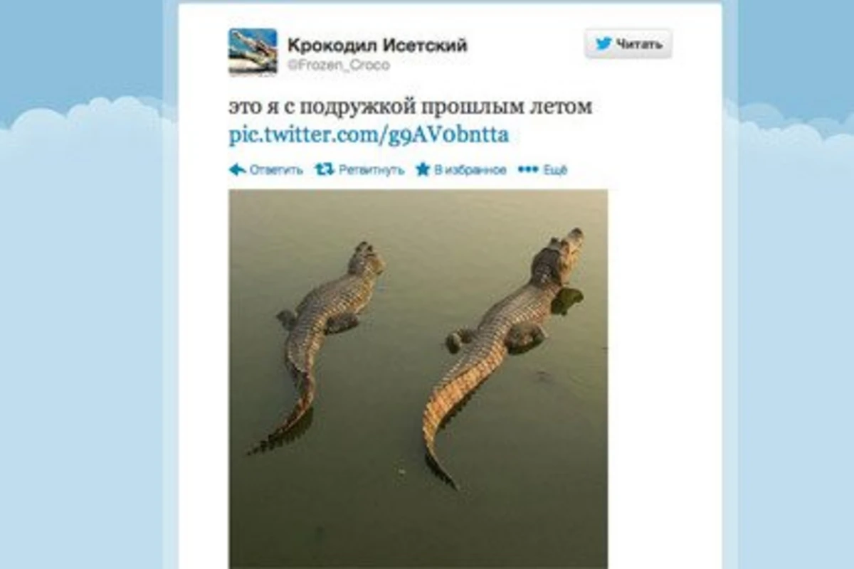 Сбежавший екатеринбургский крокодил завел твиттер